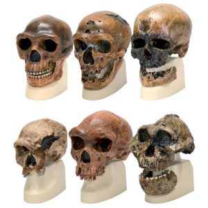 Antropologie Modellen Set