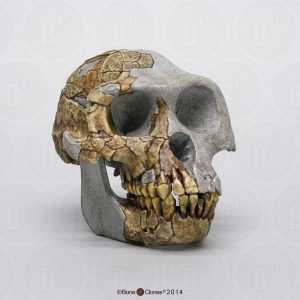 Ardipithecus ramidus Replica Schedel