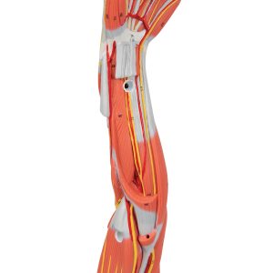 Arm, spiermodel, 6-delig