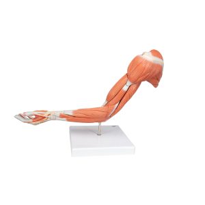 Arm, spiermodel, 6 delig