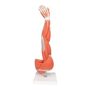 Arm, spiermodel, 6-delig