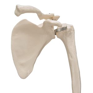 Armskelet met schouderblad