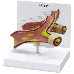 Arteriemodel met infokaart