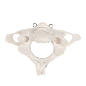Atlas en Axis Model