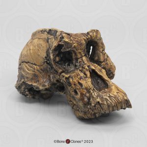 Australopithecus anamensis Schedel Model