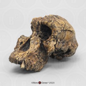 Australopithecus anamensis Schedel Model