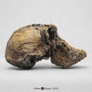 Australopithecus anamensis Schedel Model