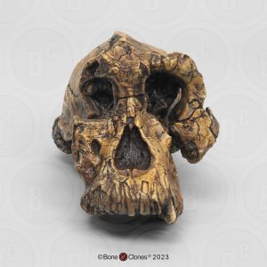 Australopithecus anamensis Schedel Model