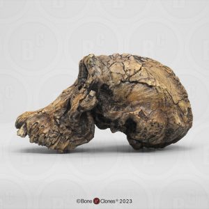 Australopithecus anamensis Schedel Model