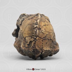 Australopithecus anamensis Schedel Model