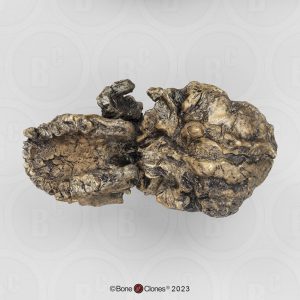 Australopithecus anamensis Schedel Model