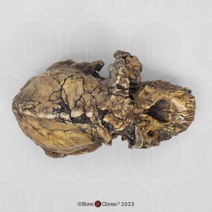 Australopithecus anamensis Schedel Model