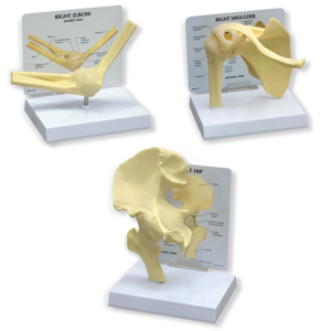 Basis gewrichtsmodellen Set (3 stuks)