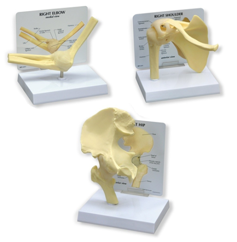 Basis gewrichtsmodellen Set (3 stuks)