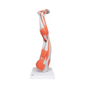 Anatomisch model van de beenspieren, 9-delig.