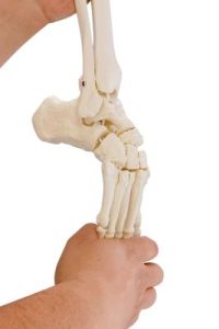 Beenskelet met flexibele voet