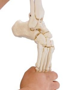 Beenskelet met flexibele voet
