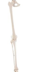 Beenskelet met flexibele voet