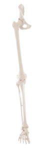 Beenskelet met flexibele voet