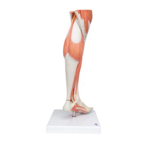 Spiermodel Onderbeen met knie, 3-delig