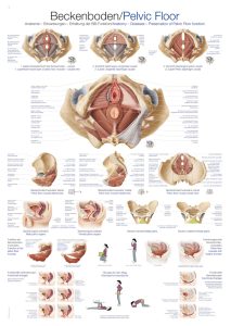Anatomie Bekkenbodem Poster