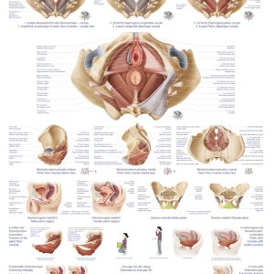 Anatomie Bekkenbodem Poster