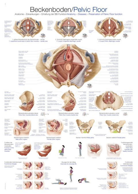 Anatomie Bekkenbodem Poster