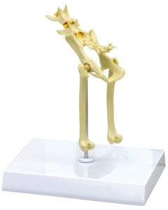 Bekkenmodel Kat