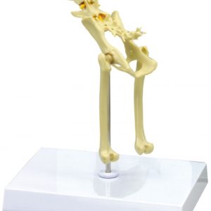 Bekkenmodel Kat