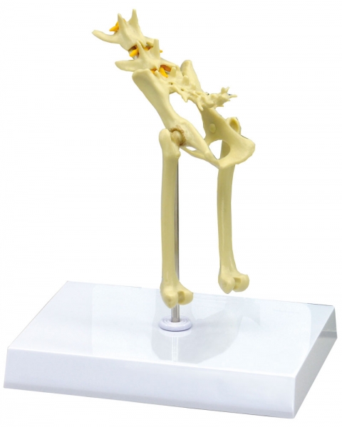 Bekkenmodel Kat