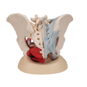 Vrouwelijk bekken, ligamenten & organen doorsn.