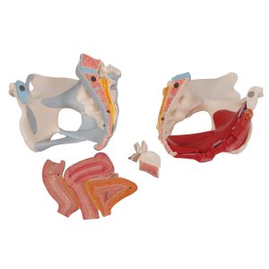 Vrouwelijk bekken, ligamenten & organen doorsn.