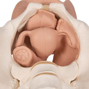 Vrouwelijk bekken(pelvis) skelet met genitale organen, 3-delig