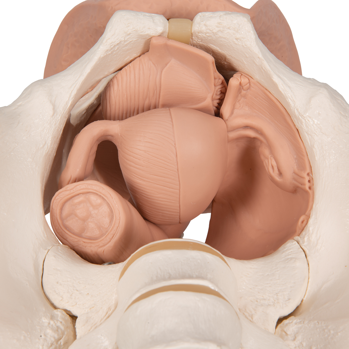 Vrouwelijk bekken(pelvis) skelet met genitale organen, 3-delig