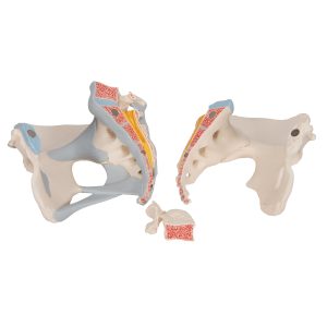 Vrouwelijk bekken met ligamenten, 3-delig