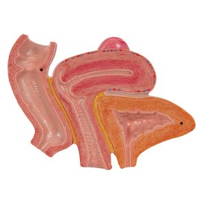 Vrouwelijk bekken, ligamenten & organen doorsn.