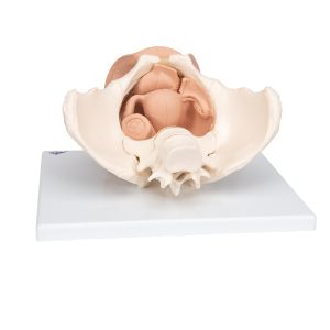 Vrouwelijk bekken(pelvis) skelet met genitale organen, 3-delig