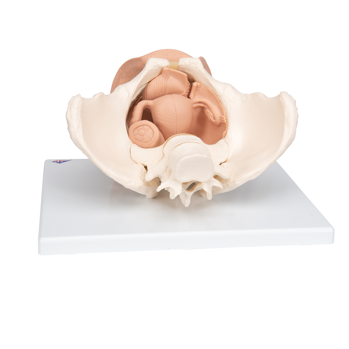 Vrouwelijk bekken(pelvis) skelet met genitale organen, 3-delig