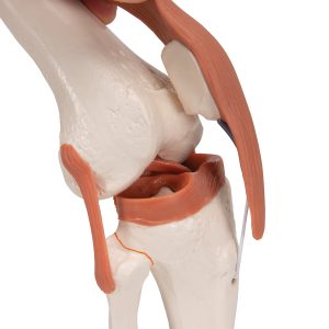 Functioneel Knie Gewricht