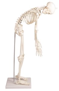 Flexibel 80 cm skelet