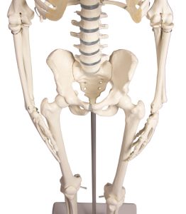Flexibel 80 cm skelet