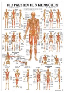 Bindweefsel (Fascie) Poster, 70 x 100 cm, gelamineerd