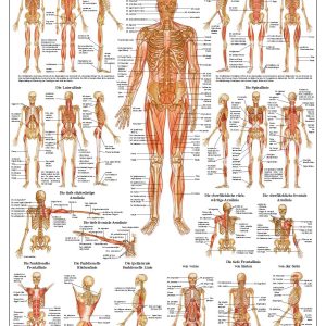 Bindweefsel (Fascie) Poster, 70 x 100 cm, gelamineerd