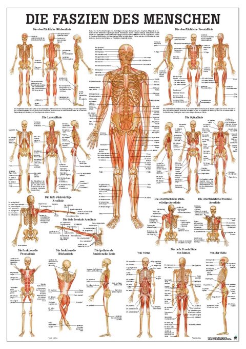Bindweefsel (Fascie) Poster, 70 x 100 cm, gelamineerd