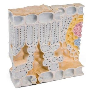 Bladdoorsnede Beuk Model