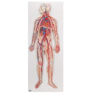 Bloedsomloop systeem