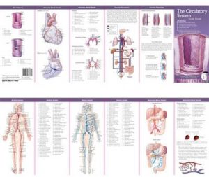Bloedsomloop Studiegids
