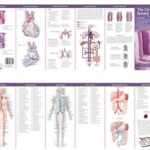 Bloedsomloop Studiegids
