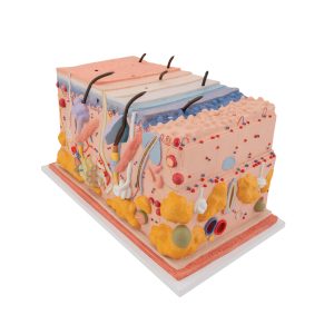 Huid blokmodel, 70x vergroot