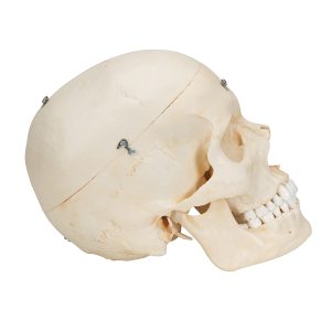 Schedel, natuurlijke botstructuur